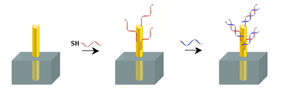 Nucleic acids biosensor based on gold nanowires